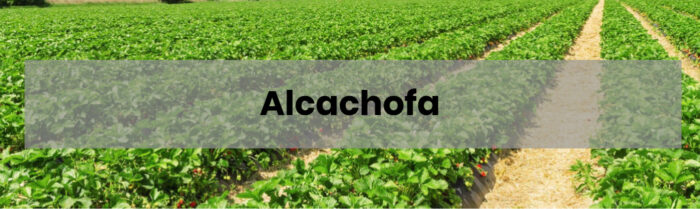 como-sembrar-y-plantar-alcachofas