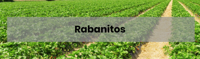como-sembrar-y-plantar-rabanitos