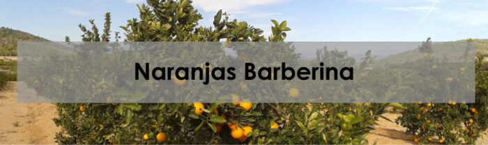 como-sembrar-y-plantar-naranjas-barberina