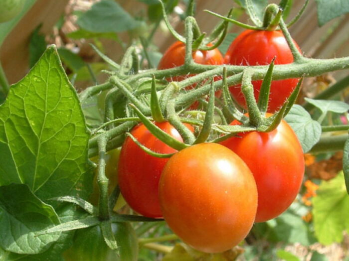 tomates-rastreros