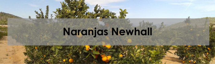 como-sembrar-y-plantar-naranjas-newhall
